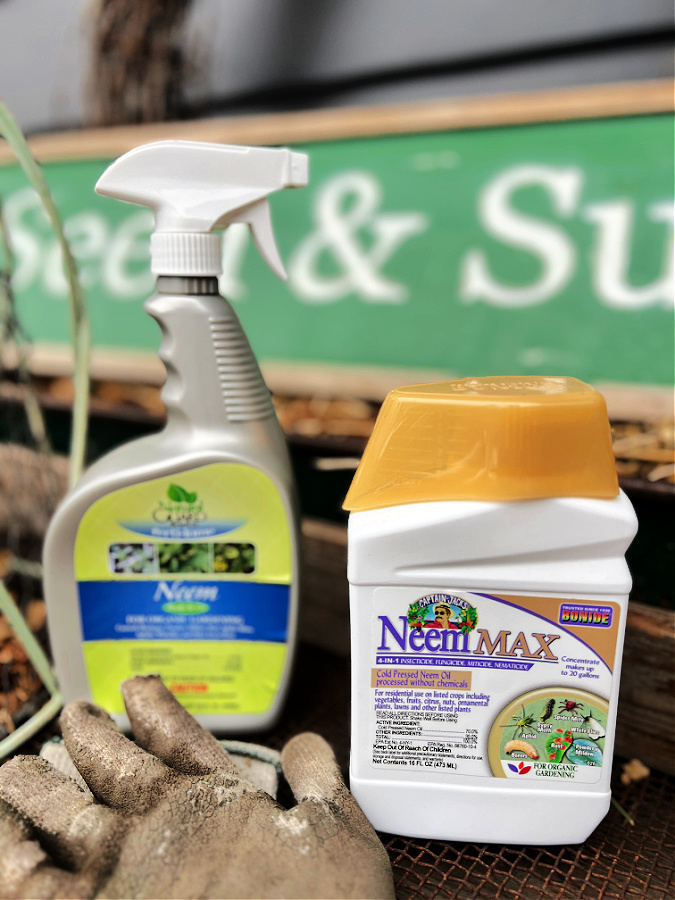 neem oil for treating powdery mildew on zinnias