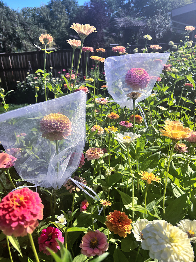 zinnias with organza bags on them