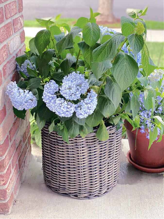 Try this hack for your wilting hydrangeas!