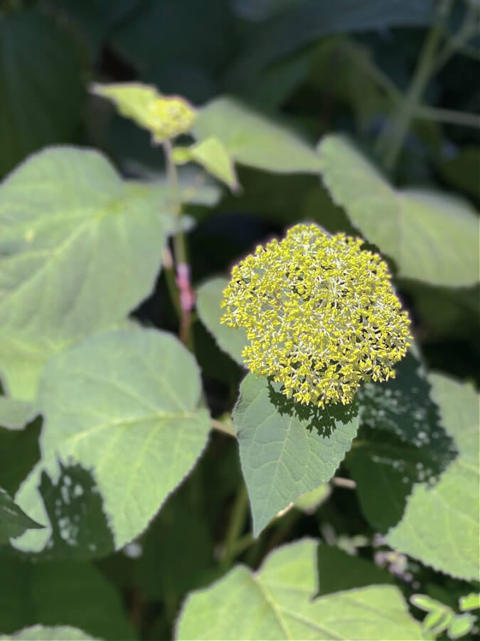 hydrangea buds almost ready to burst open!