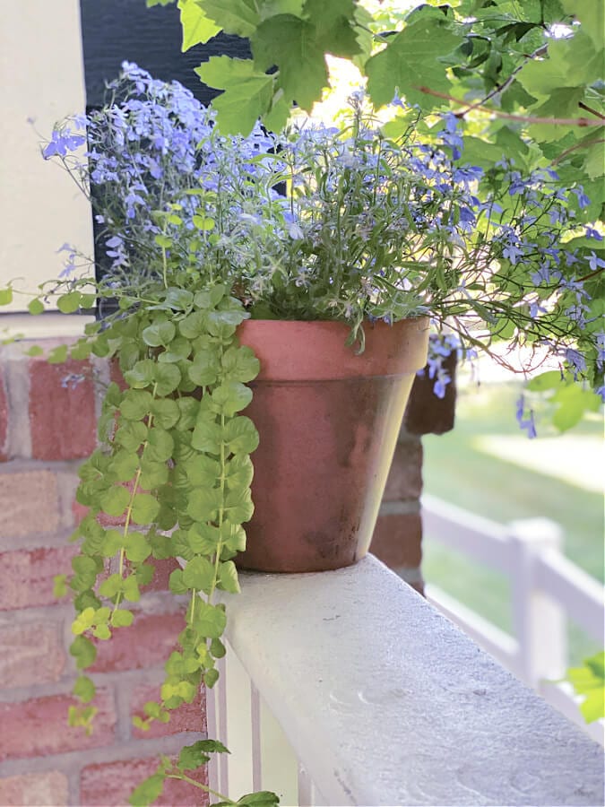 lobelia and creeping Jennie