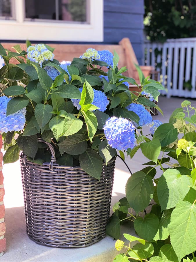 Endless Summer hydrangeas on our front porch