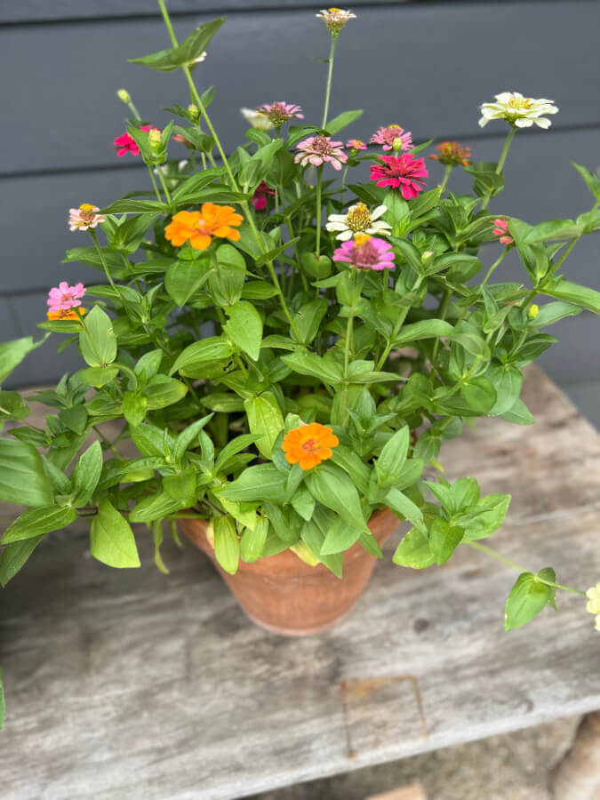 zinnias in pots overhead view