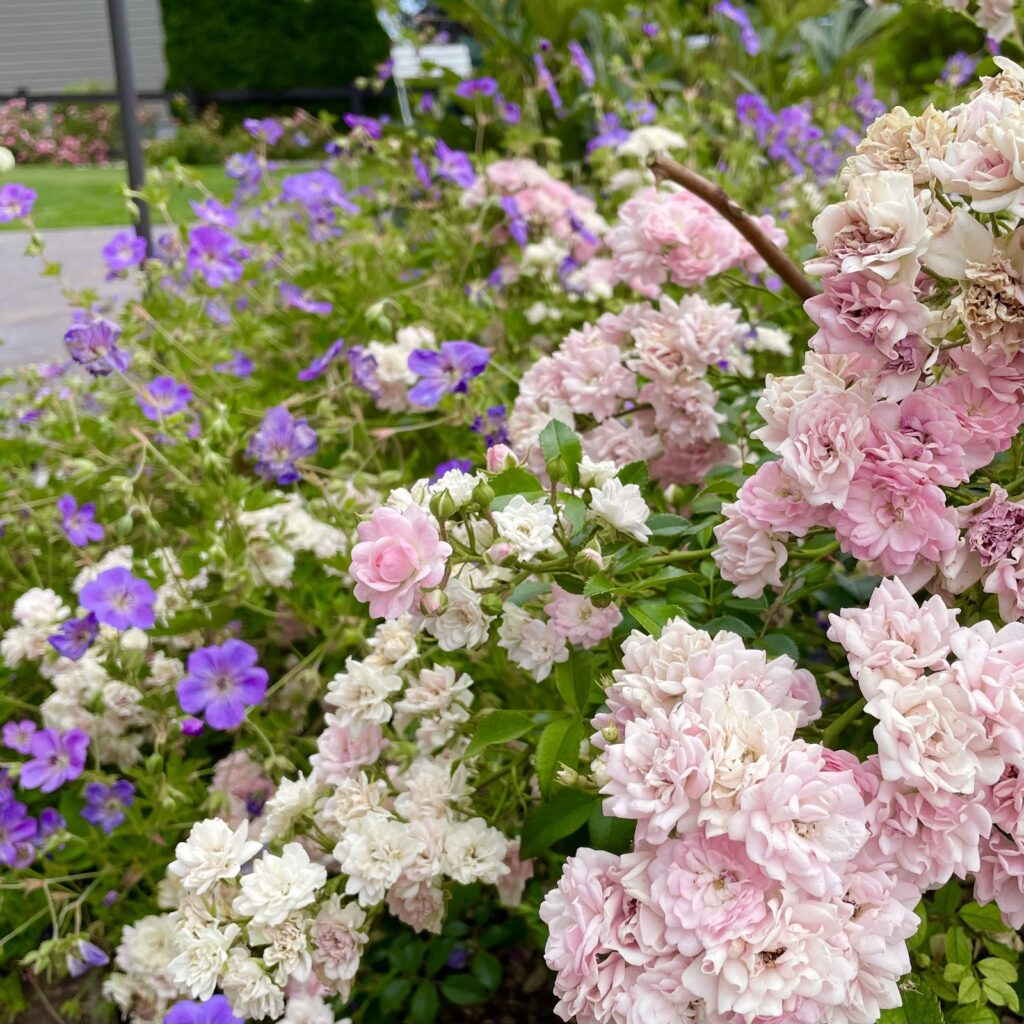 Fairy Roses in Tracy's garden