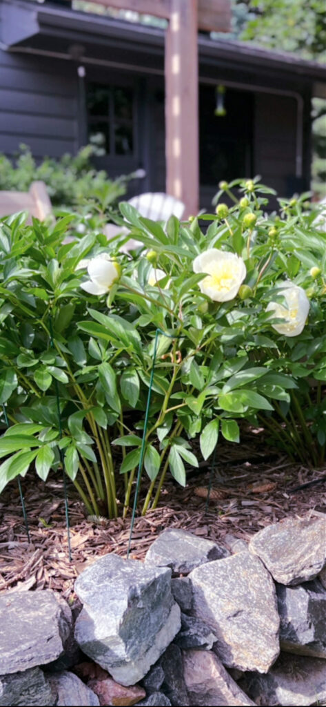 peonies (1) with a stake