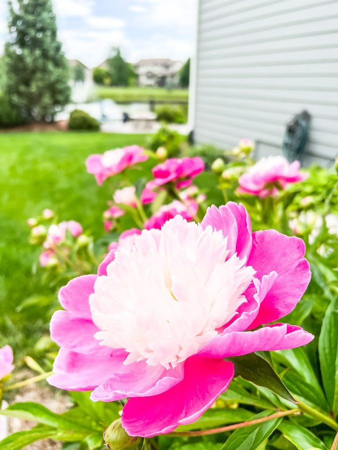 Pretty pink peonies from mom's yard