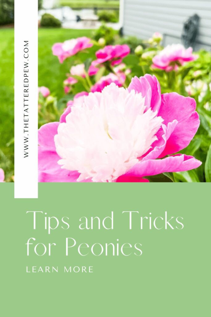 Tips and Tricks for Peonies; pretty pink peonies in the yard
