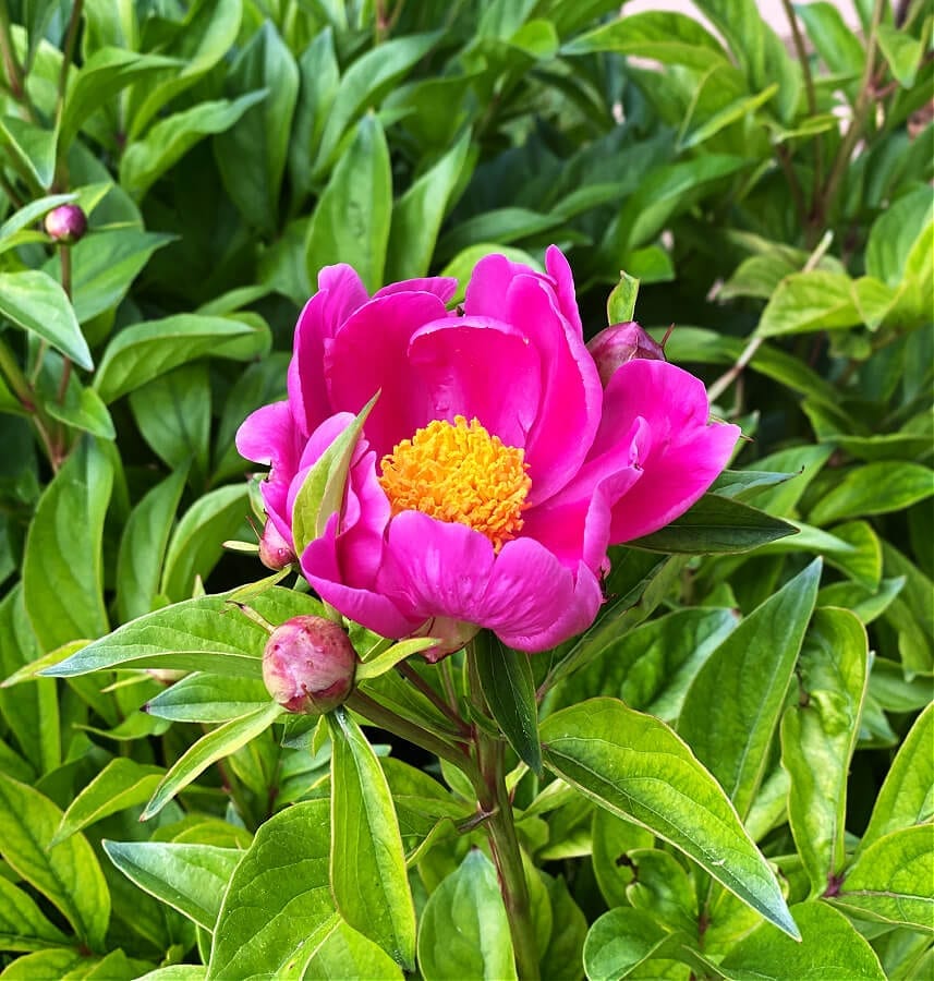 Our first peony of the summer!