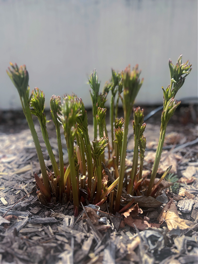 peony shoots
