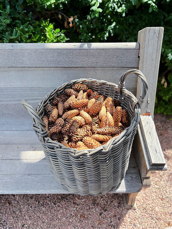 Pretty pine cones in a basket on our pew