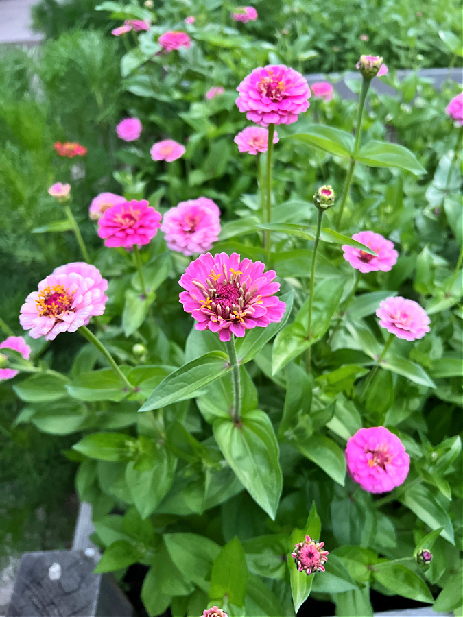 pink Oklahoma zinnias