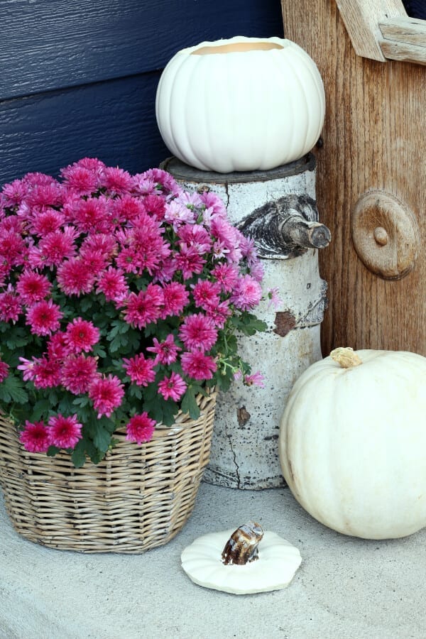 Purple mums and pumpkins for Fall on our porch!