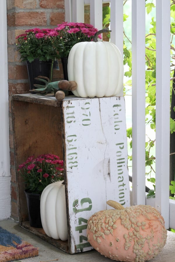 Purple mums and pumpkins for Fall.