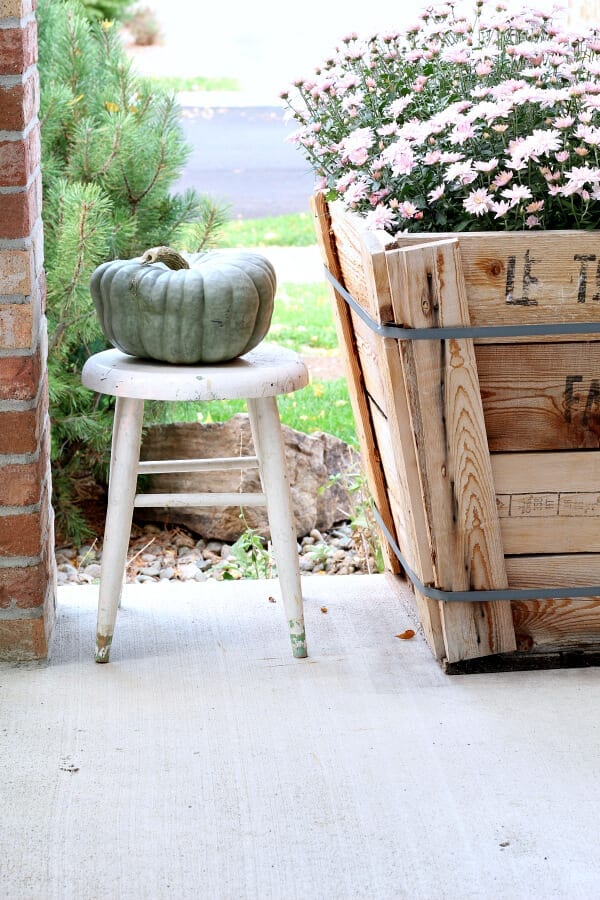 Green pumpkins and pink mums...Fall perfection!