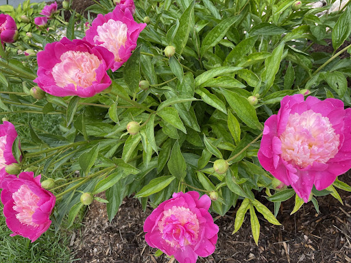 Mom's pink peonies