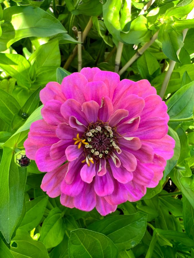 A pretty pink zinnia that will last until fall in raised garden beds. Zinnias planted from seed can last for months!
