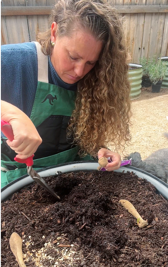 planting dahlias