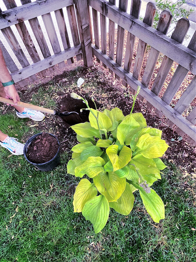 Planting a new hosta