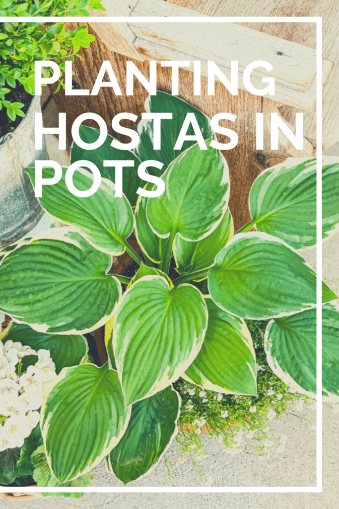 Tips and Tricks for Planting Hostas In Pots