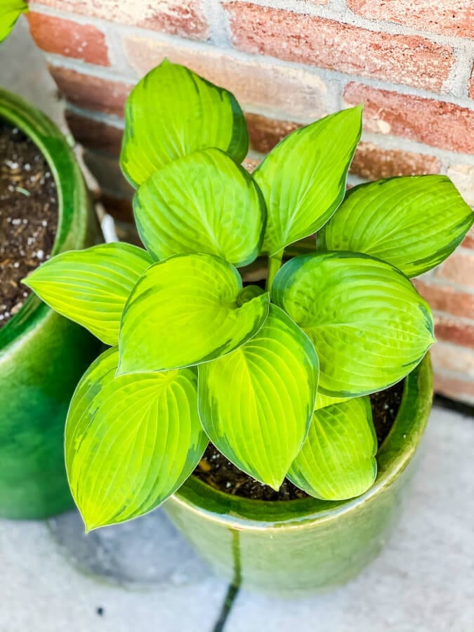 Hostas can thrive in pots with these simple tips.