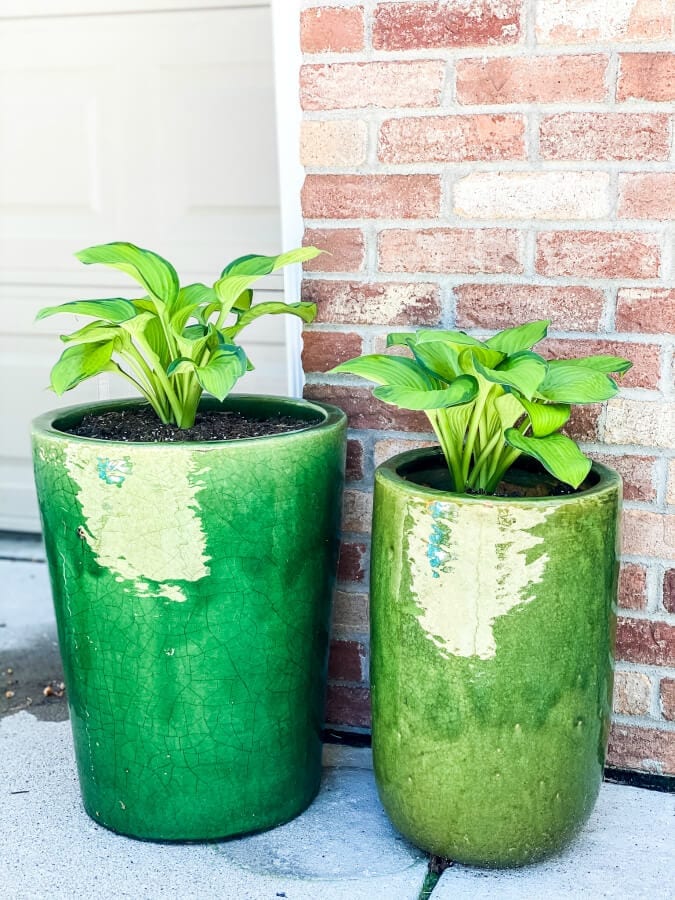 Hostas love shade and can thrive in pots!