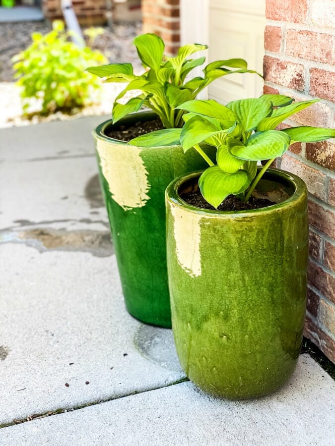 Potted hostas need to be winter in an unheated garage or shed.