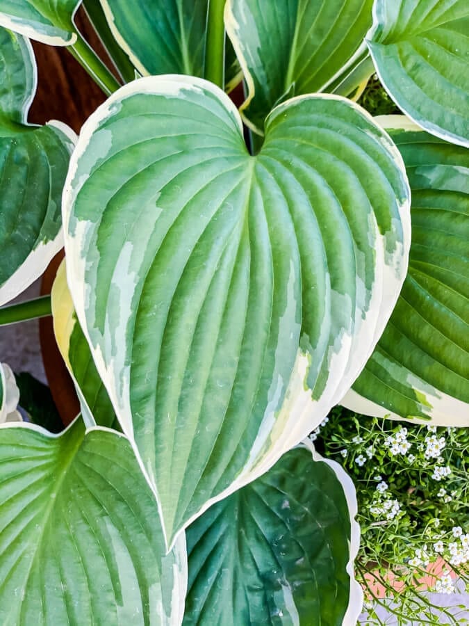 Hostas have the prettiest leaves!