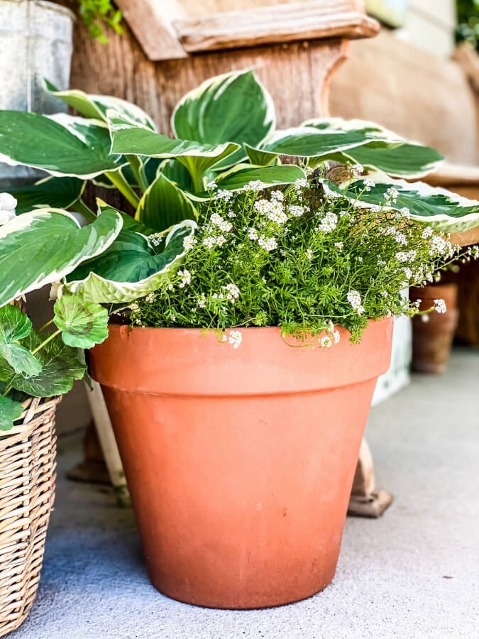 Hostas love a shady spot like your front porch. |Welcome Home Saturday by popular Alabama lifestyle blog, She Gave It A Go: image of a terra cotta pot filled will green plants. 