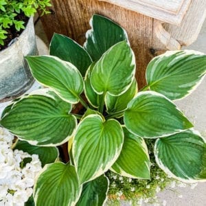 Tips and tricks for planting hostas in pots.