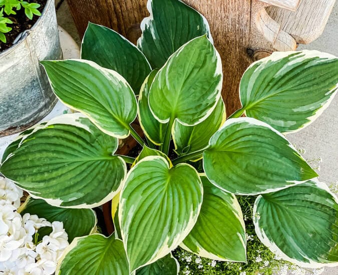 Tips and tricks for planting hostas in pots.