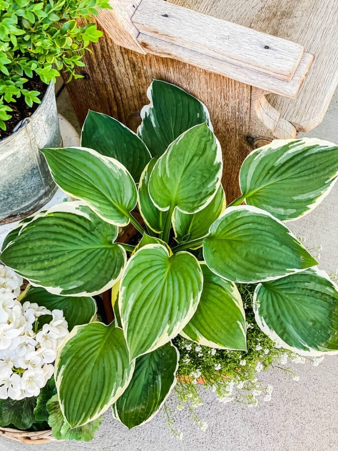 Tips and tricks for planting hostas in pots.