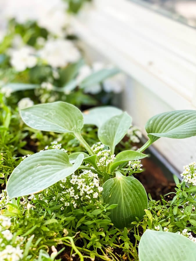 This mini hosta is thriving in my window box.