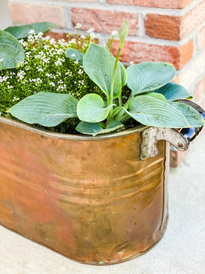 Make sure when planting hostaas in pots that they have proper drainage.