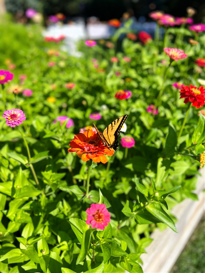 butterfly on my zinnias