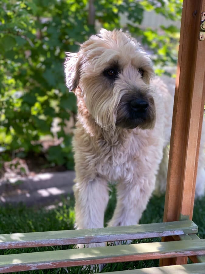 Our sweet pup Kona wanted to help with this potting bench makeover.