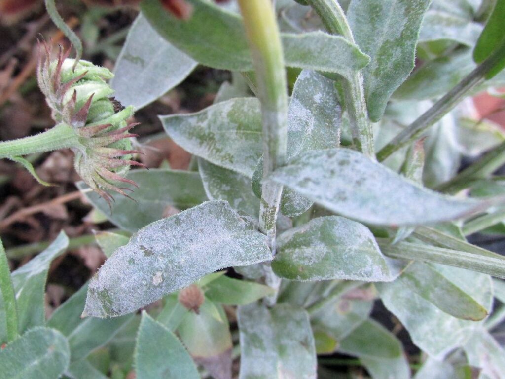 progressed powdery mildew