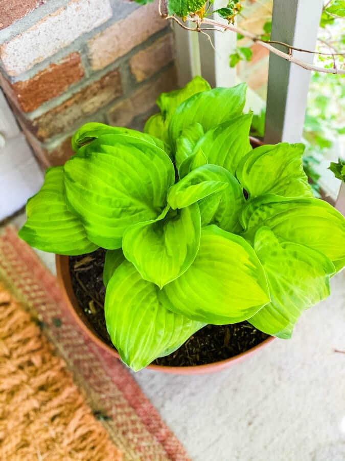 Hostas are beautiful planted in pots for your porch.