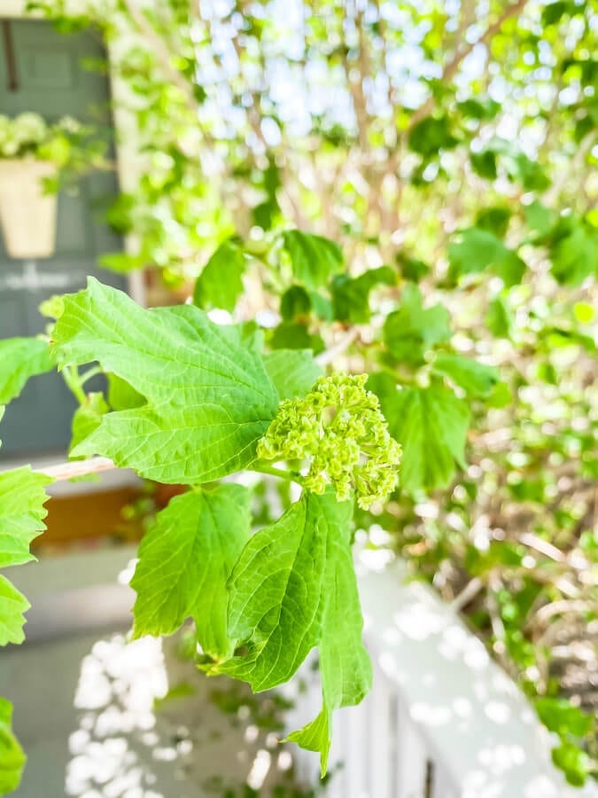 Snowball Viburnum bush getting ready to turn white.