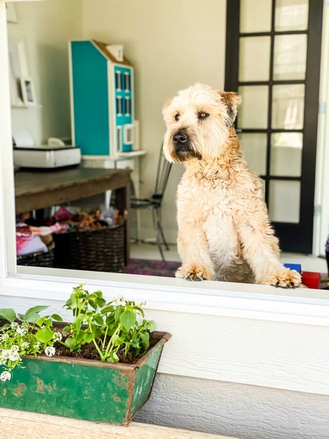 Kona the Wheaton Terrier loves our pretty porch!