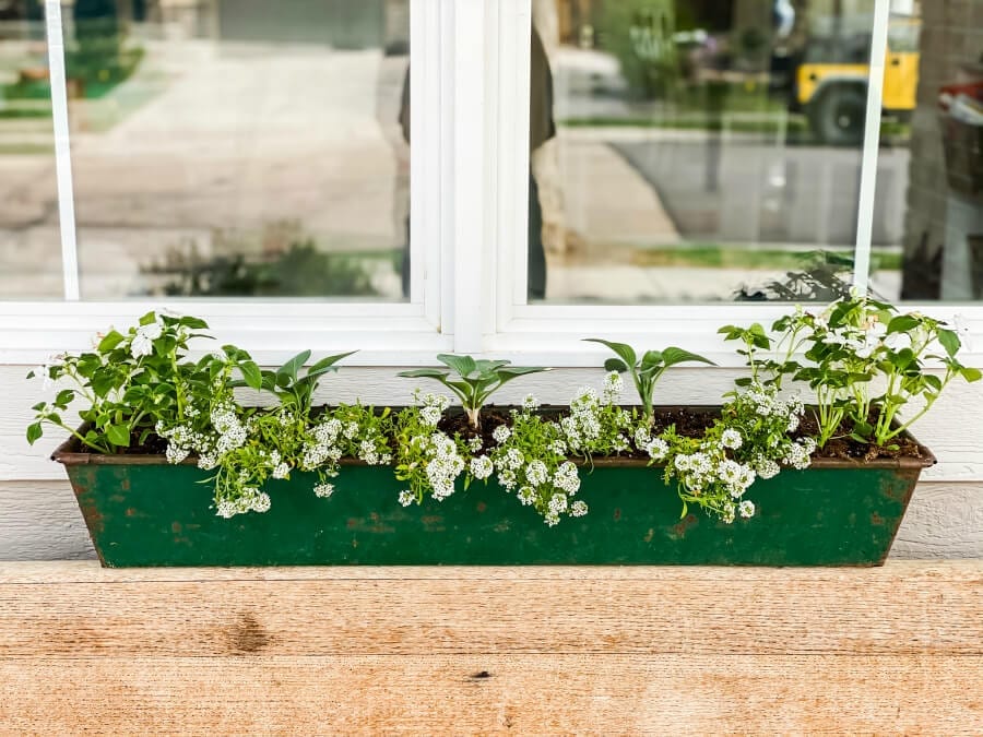  A makeshift window box hold mini hostas and white impatiens.