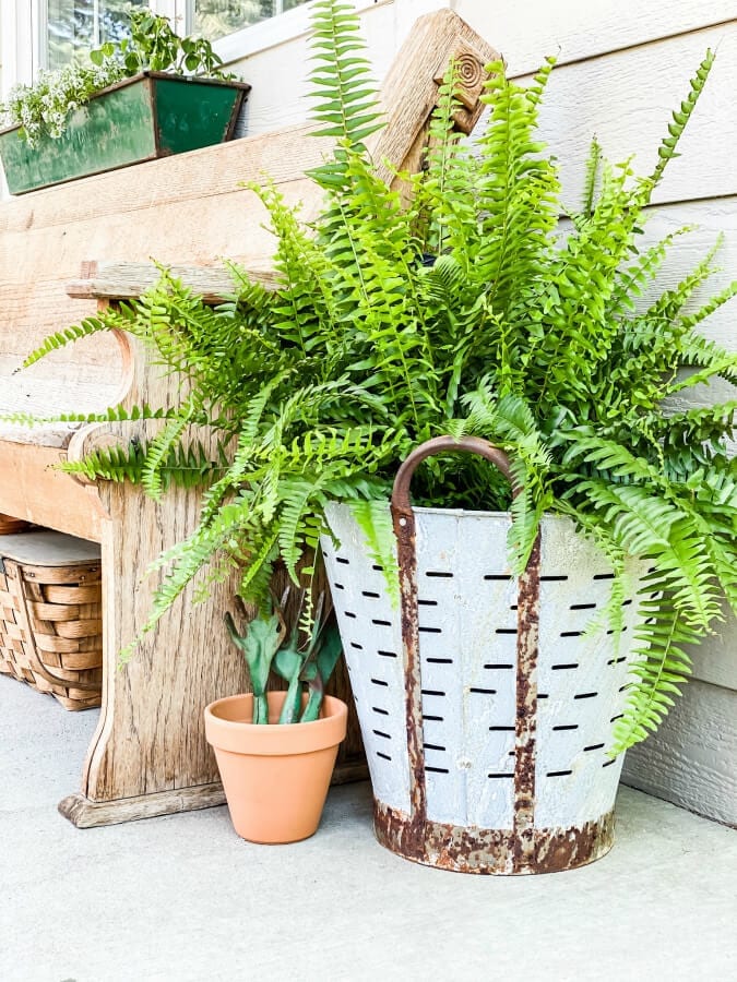 AN old olive bucket brings just enough of that vintage touch to our spring porch.