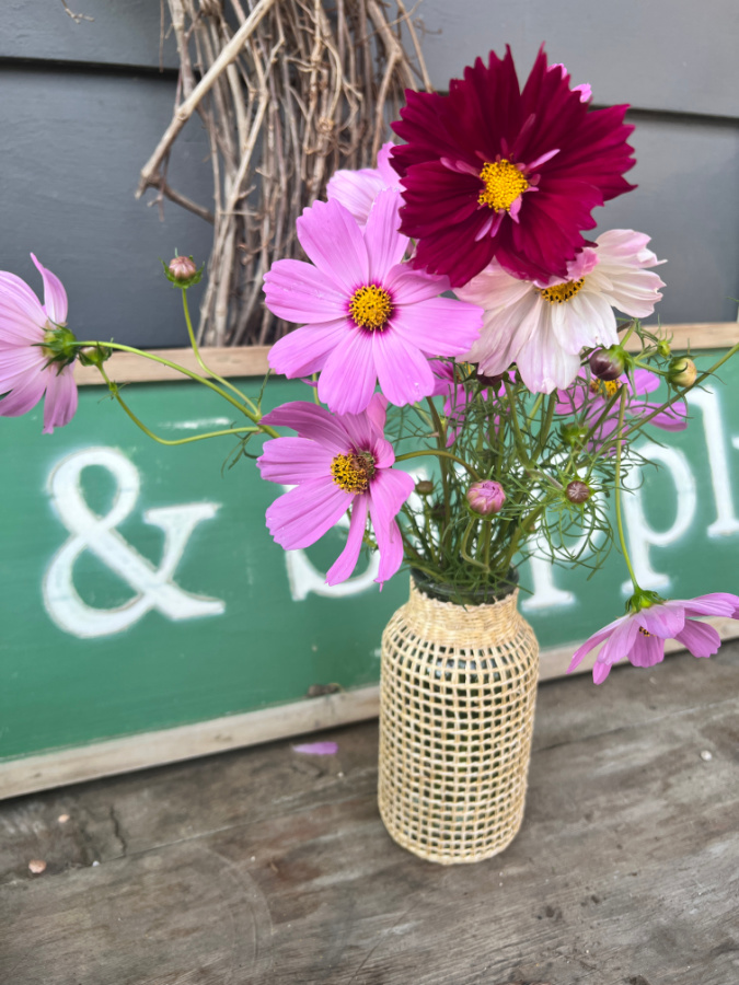 pretty vases with cosmos