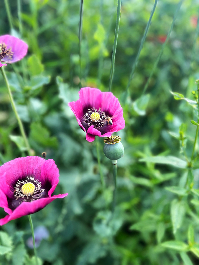 purple poppies in Monet's garden