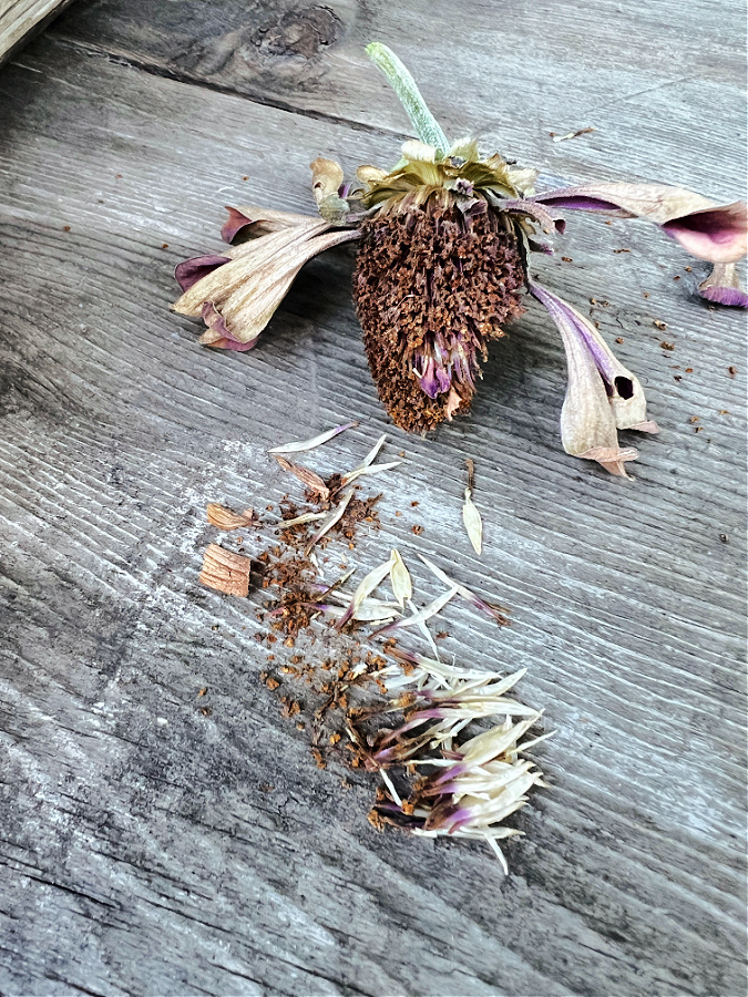 seeds removed from dried zinnia