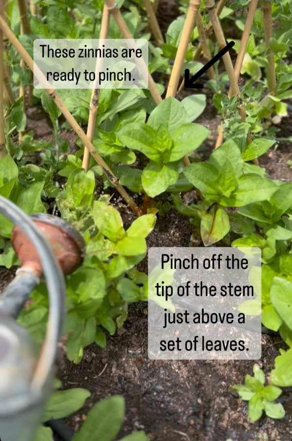 pinching zinnias