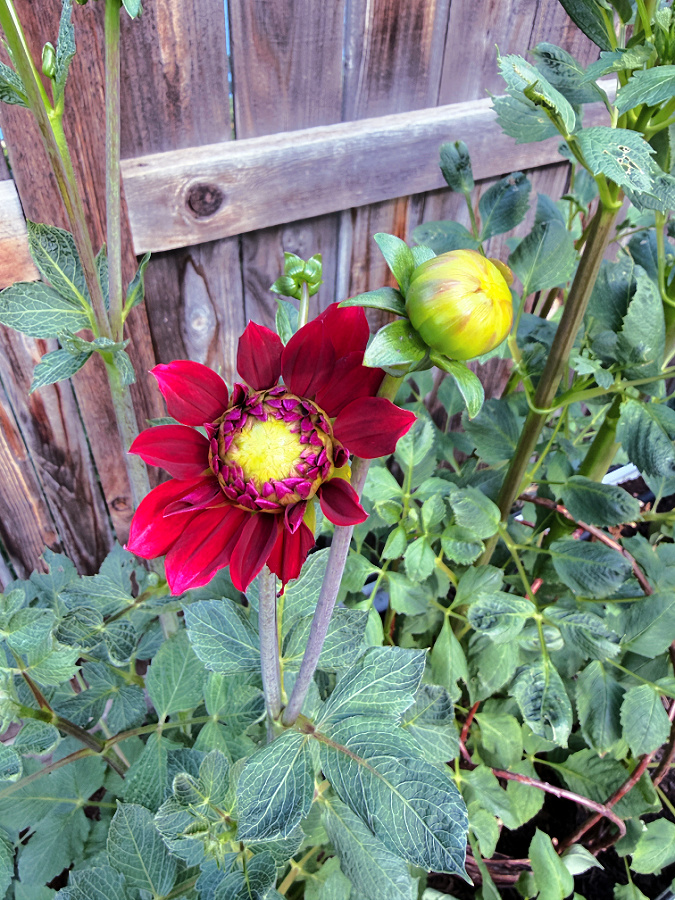 red dahlia opening