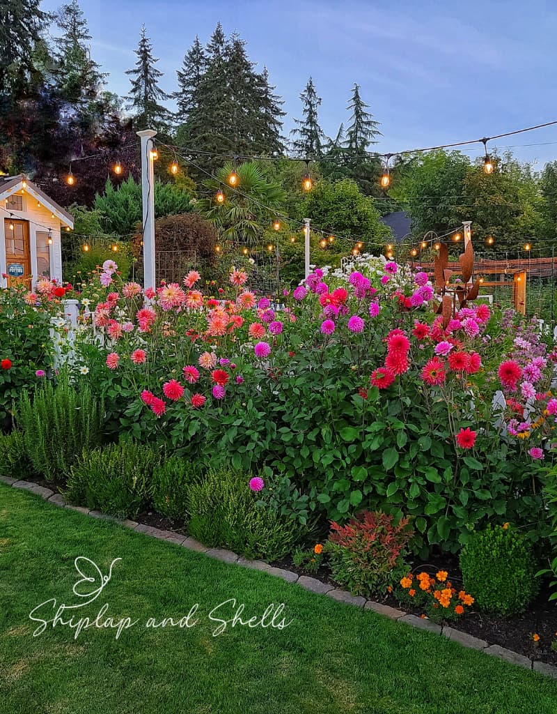 Kim from Shiplap and Shells's dahlia patch