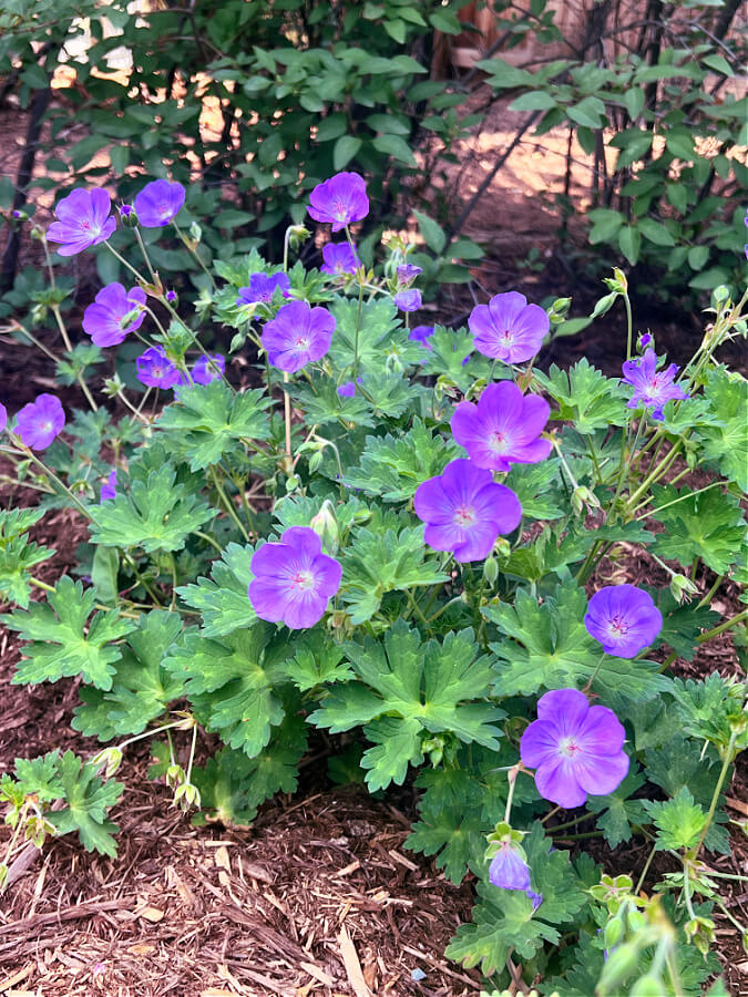 rozanne geranium in garden