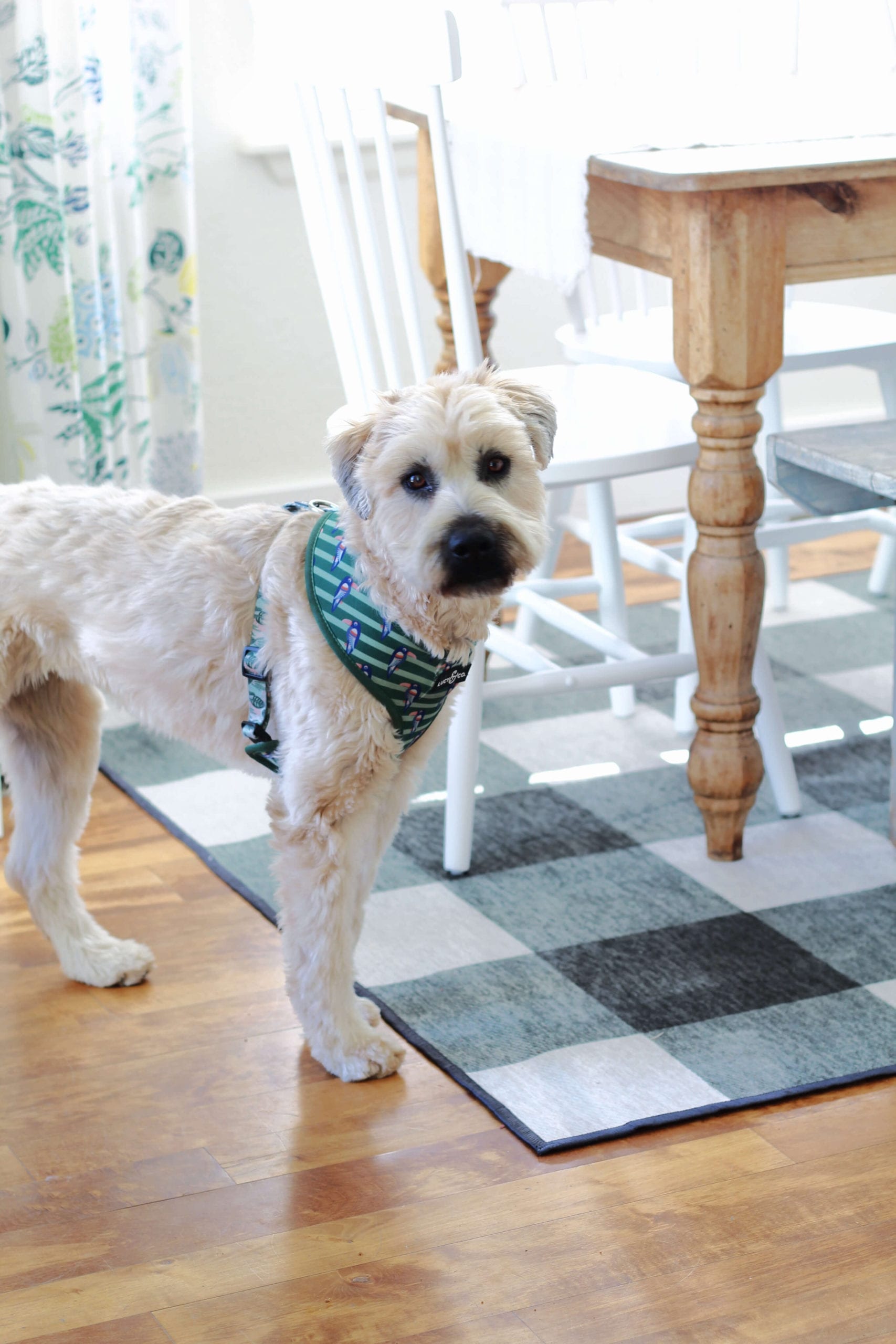 OUr sweet pup Kona is very impressed with our pretty new Ruggable in the kitchen nook.