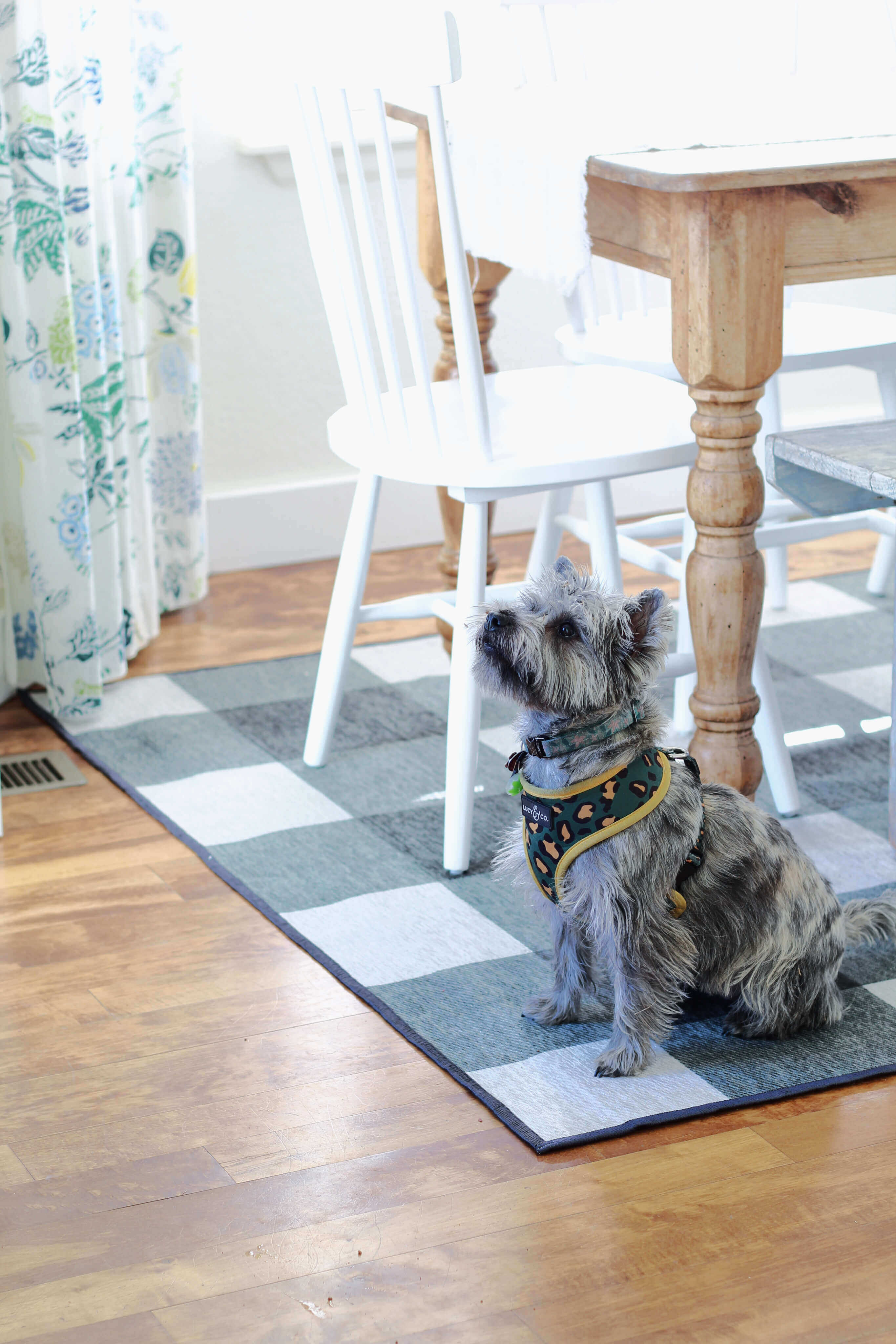 Our Ruggable is beautiful and practical for our kitchen. Dog and mom approved!